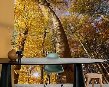 Beukenboom met goudgele hoed