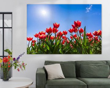 Dutch red tulips by Sander Meertins