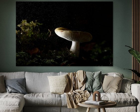 Aperçu de la chambre