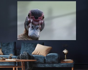 portrait Muscovy duck by Frank van Middelkoop