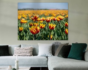 red and yellow tullips sur Chris van Es