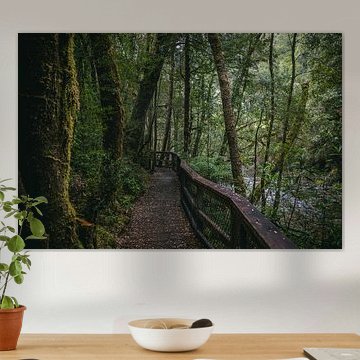 Magical forest walk in Tasmania by Eveline Dekkers