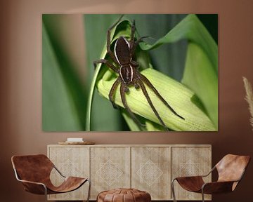 edged shore spider, water spider by EnWout