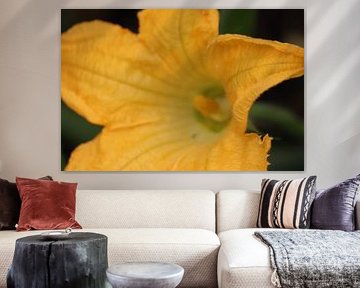 Courgette bloem