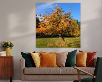 Herbstlicher Obstbaum auf Streuobstwiese von Gisela Scheffbuch