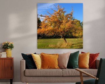 Arbre fruitier d'automne dans un verger de prairie sur Gisela Scheffbuch