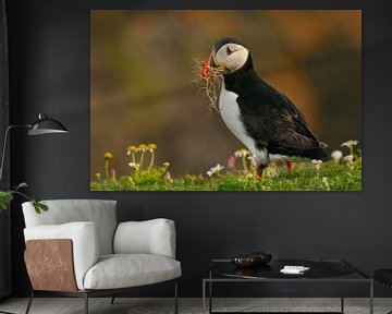 Atlantic Puffin with nesting material by Harry Eggens