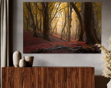 Herbstbäume im Speulder-Wald von Rob Visser