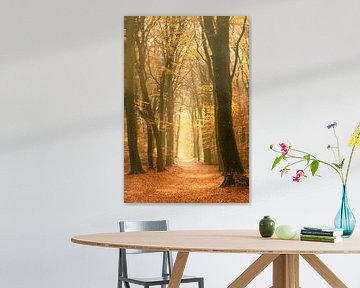 Pad door een Beuken bos tijdens een mooie mistige herfstdag. van Sjoerd van der Wal Fotografie