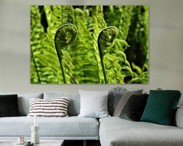 Ferns in a row by Lisanne Rodenburg