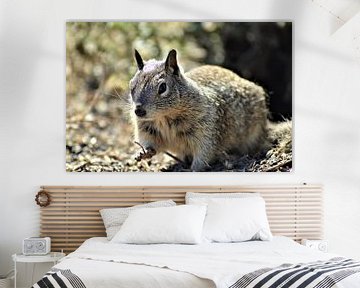 Eichhörnchen von Lisanne Rodenburg