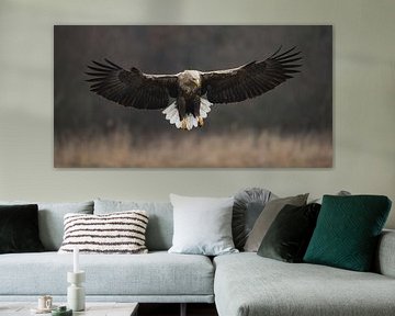 White-tailed Eagle! von Robert Kok