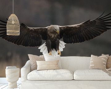 White-tailed Eagle! van Robert Kok