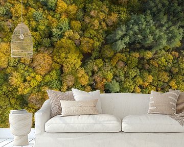 A Dutch forest in autumn colours seen from above