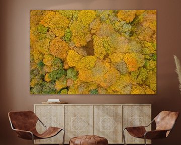 A Dutch forest in autumn colours seen from above