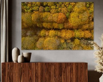 Een Nederlands bos in herfstkleuren van bovenaf gezien. van Menno Schaefer