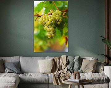 Grapes ripe for harvest by Tanja Riedel