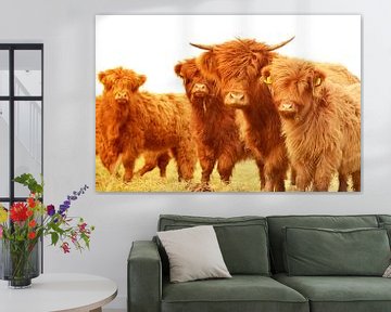 Schotse hooglanders groepje zomerkleur