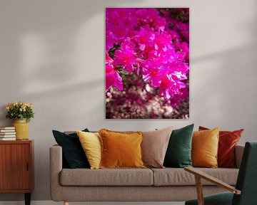 belles fleurs roses sur Chris de Jong