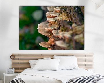 Zwammen op boomstronk