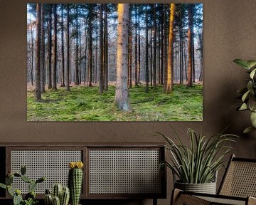 Naaldbomen aangelicht door laaghangende zon van Evert Jan Luchies