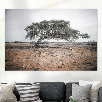 Divi divi Baum auf Bonaire von Iris van Loon