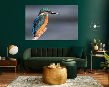 ijsvogel (kingfisher) van Jitske Van der gaast