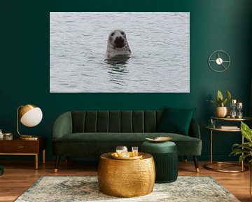 zeehond in Zeeland van Petra De Jonge