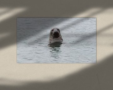 zeehond in Zeeland von Petra De Jonge