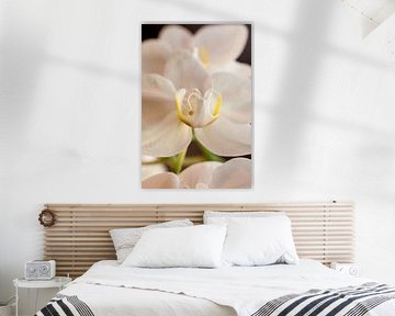 witte orchidee