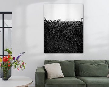 Zonnebloemen in de herfst (zwart-wit) van Peter Bouwknegt