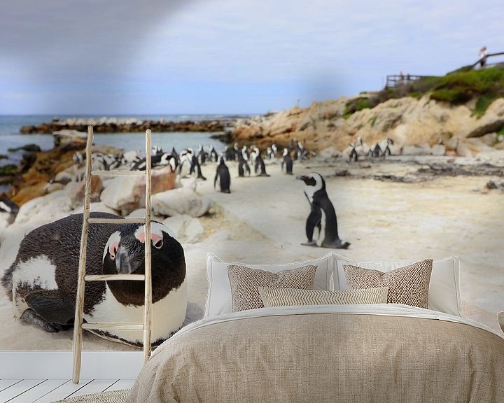 Beispiel fototapete: Pinguine in Kapstadt Südafrika von Fotojeanique .