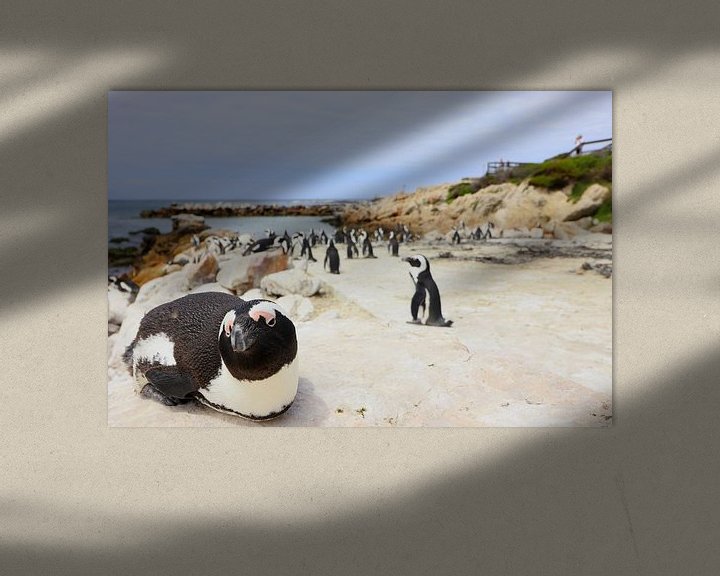 Beispiel: Pinguine in Kapstadt Südafrika von Fotojeanique .