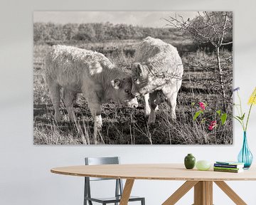 Vieh in den Dünen von Ouddorp von Charlene van Koesveld
