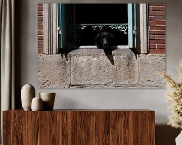 Who's that dog in the window