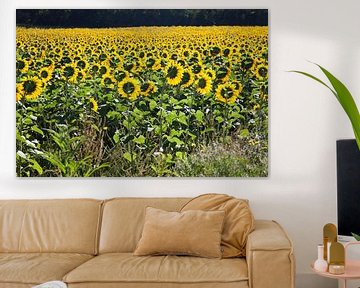 Veld van zonnebloemen van Daan Ruijter
