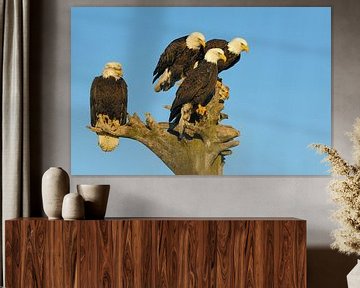 Five Bald eagles (Focussed) by Harry Eggens