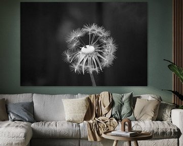 Taraxacum officinale 2 (paardenbloem) van Diana Stijger