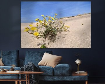 bloem in de 'woestijn' van Evert-Jan Woudsma