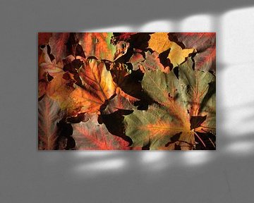 kleurrijke herfst van Evert-Jan Woudsma