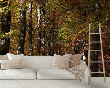 De herfst kleurt de beukenbomen met warme kleuren van Jani Moerlands