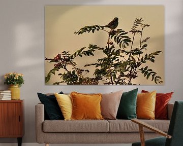 Vogel in boom zingt het hoogste lied