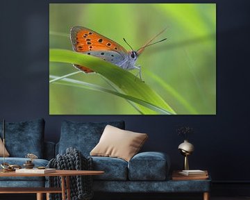 Grande teigne de feu sur Remco Been