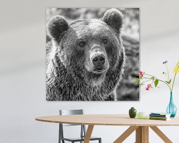 Porträt eines Bären von Menno Schaefer