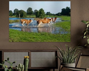 Blije koeien met lentekriebels van Wim van der Ende