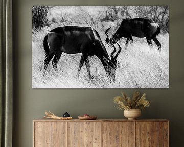 Red Hartebeesten in Etosha von Marit van de Klok