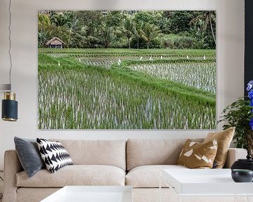 Reisfeldern  Ubud -Bali - Indonesie von Dries van Assen