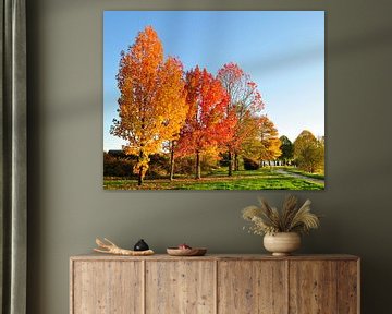 Les arbres orange et rouges en automne sur Corinne Welp