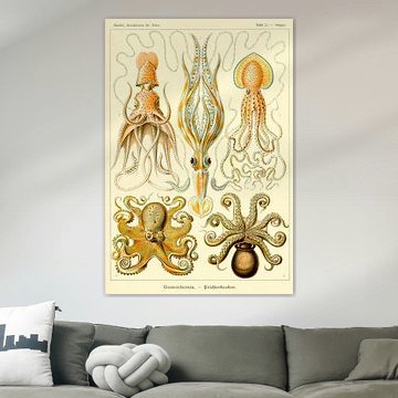 Gamochonia - Ernst Haeckel