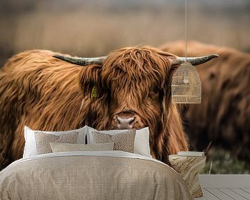 Scottish Highlanders in the wild by Bas Fransen